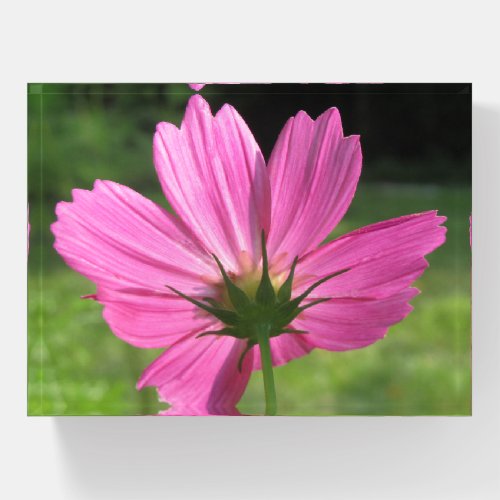 Bright Pink Color Pop Sunny Flower Bloom Photo Art Paperweight