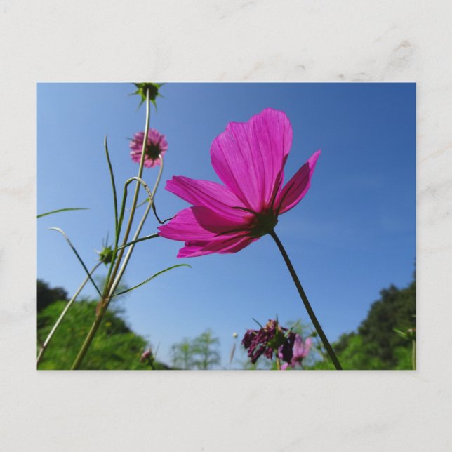 Bright Pink Cosmea, Blue Sky DIY Postcard (Front)