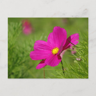 Bright Pink Cosmea Flower DIY Postcard