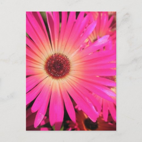 Bright Pink Daisies Postcard