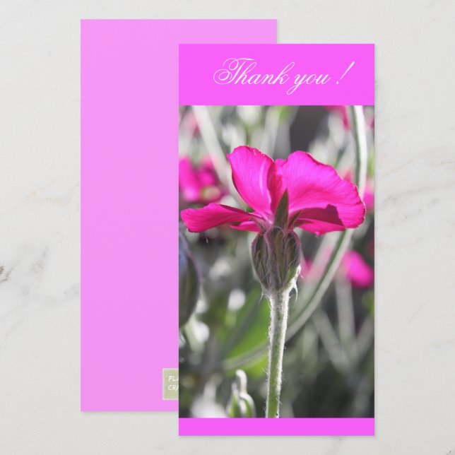 Bright Pink Dusty Miller Flower Thank You Card (Front/Back)