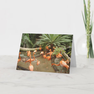 Bright pink flamingos in secluded tropical cove card