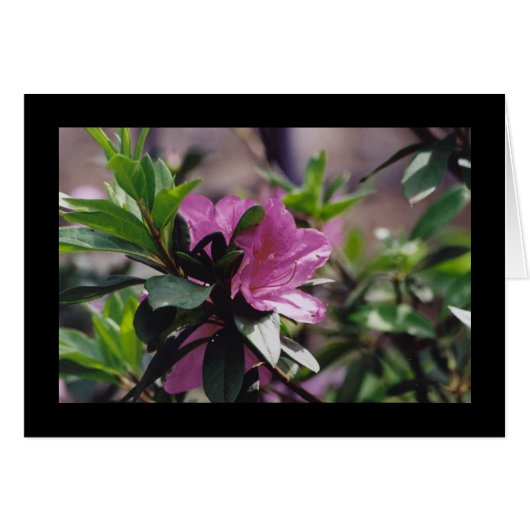 Bright Pink Flower Cards (Front Horizontal)