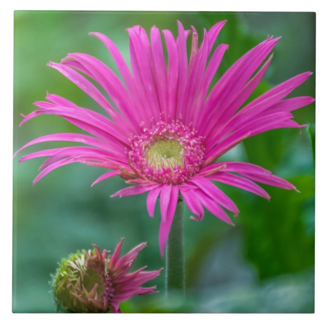 Bright pink flower ceramic tile (Front)