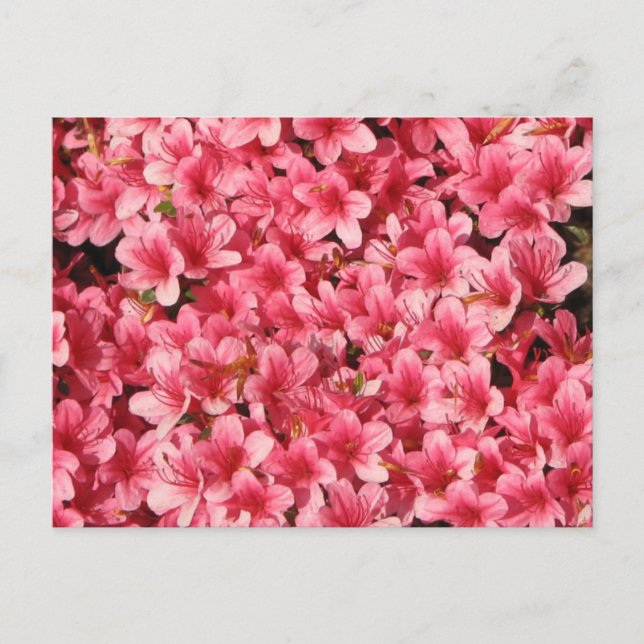 Bright Pink Flowers Postcard (Front)