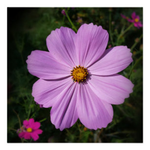 bright pink flowers poster