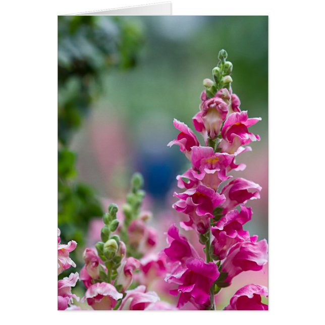 Bright Pink Foxglove Pretty Flowers Cards (Front)