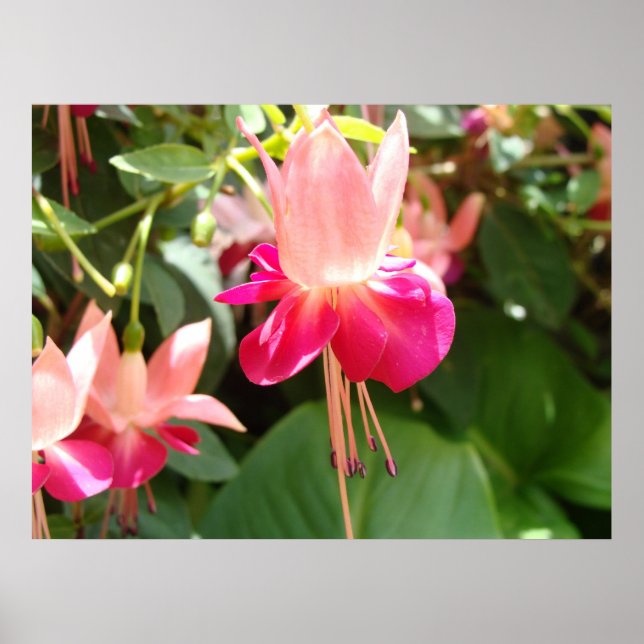 Bright Pink Fuschia Poster (Front)