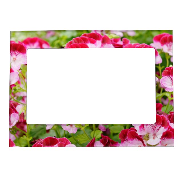 Bright pink geranium flowers magnetic photo frame (Front)
