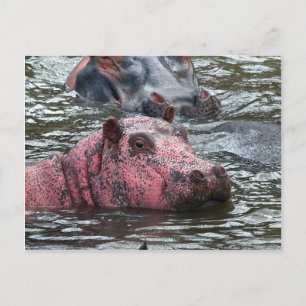 Bright Pink Hippo Postcard