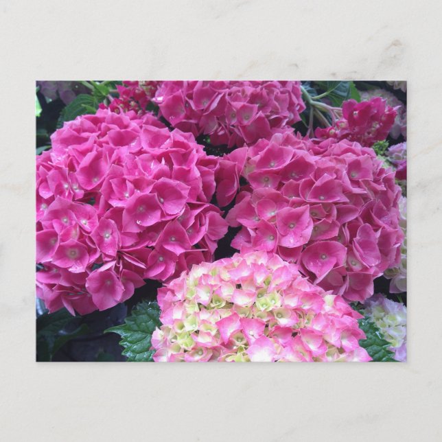Bright Pink Hydrangea Flowers Postcard (Front)