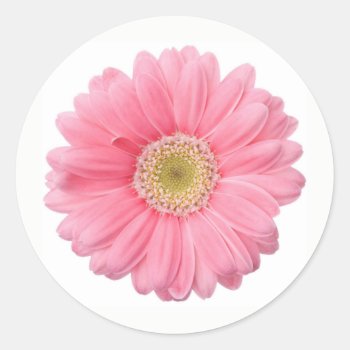 Bright Pink Photographic Daisy Flower Classic Round Sticker by its_sparkle_motion at Zazzle