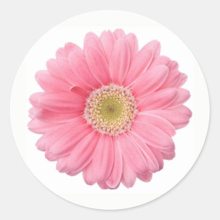 Bright Pink Photographic Daisy Flower Classic Round Sticker