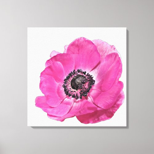 Bright Pink Poppy Flower Floral Design White Canvas Print