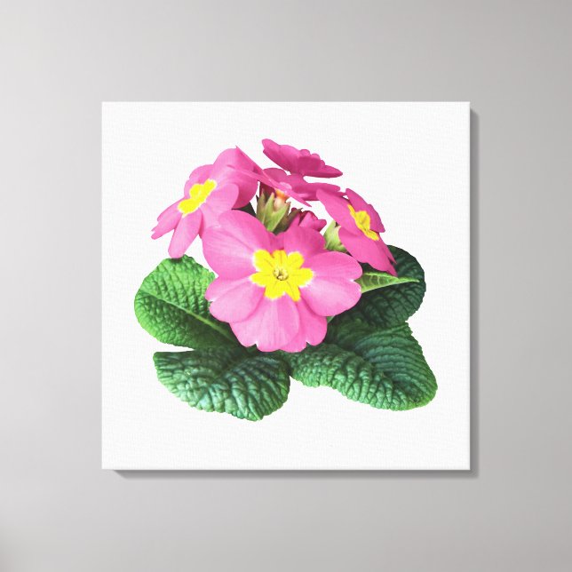 Bright Pink Primroses Canvas Print (Front)