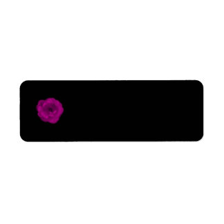 Bright Pink Rose. Black Background. Label