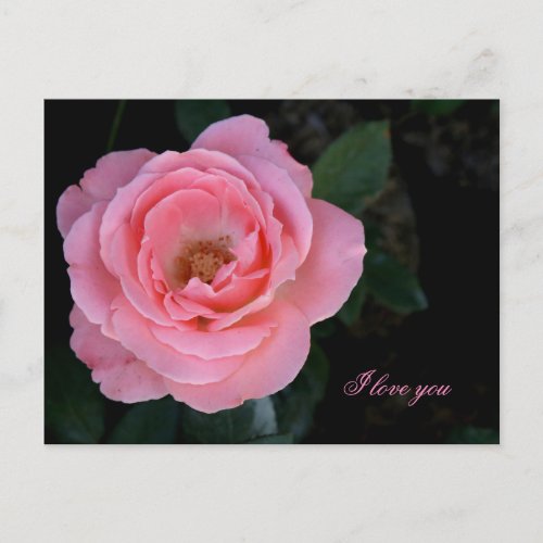 Bright pink rose blossom on dark green background postcard