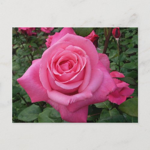 Bright Pink Rose Photo Postcard