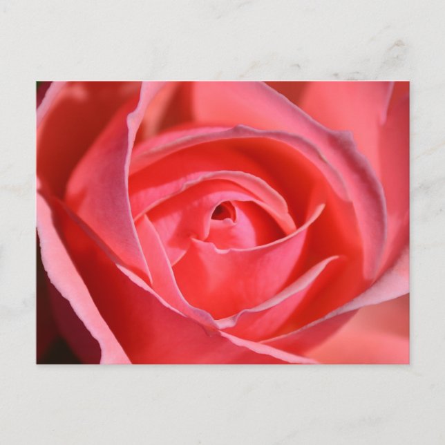 Bright Pink Rose Postcard (Front)