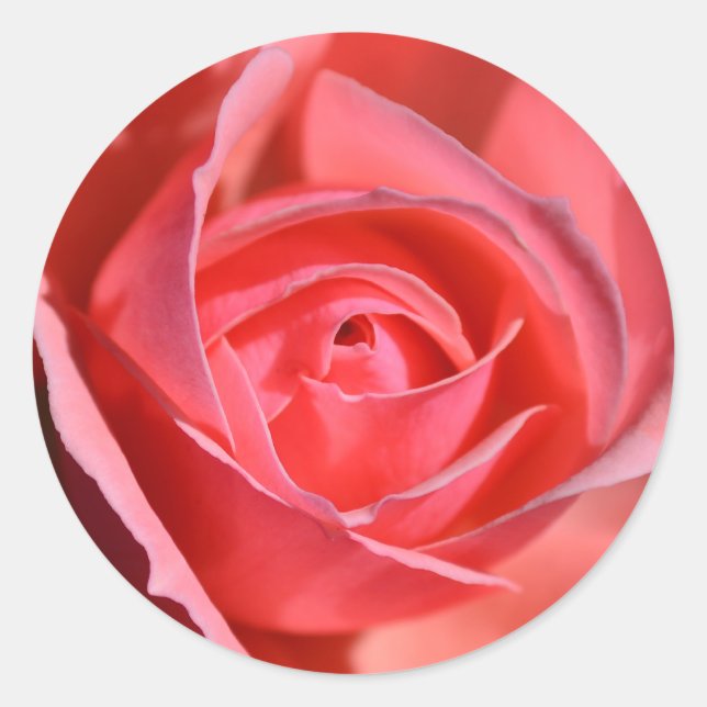 Bright Pink Rose Stickers (Front)