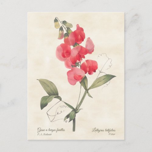 Bright Pink Sweet Pea Vintage Botanical Postcard