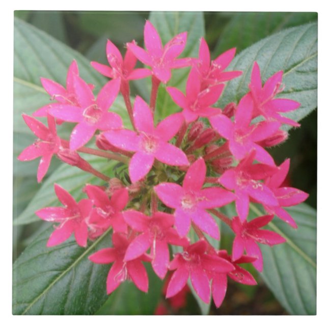 Bright Pink Tropical Flowers Tile (Front)