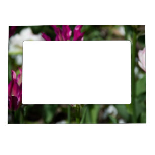 Bright pink tulips on a sunny day    magnetic frame