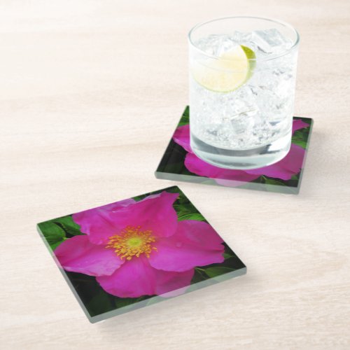 Bright Pink Wild Alberta Rose After Summer Rain Glass Coaster