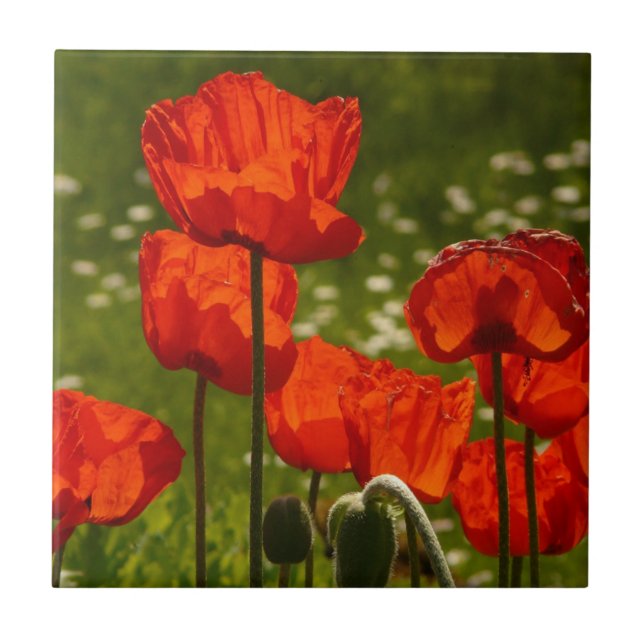 Bright Poppies Close Up Photo Ceramic Tile (Front)