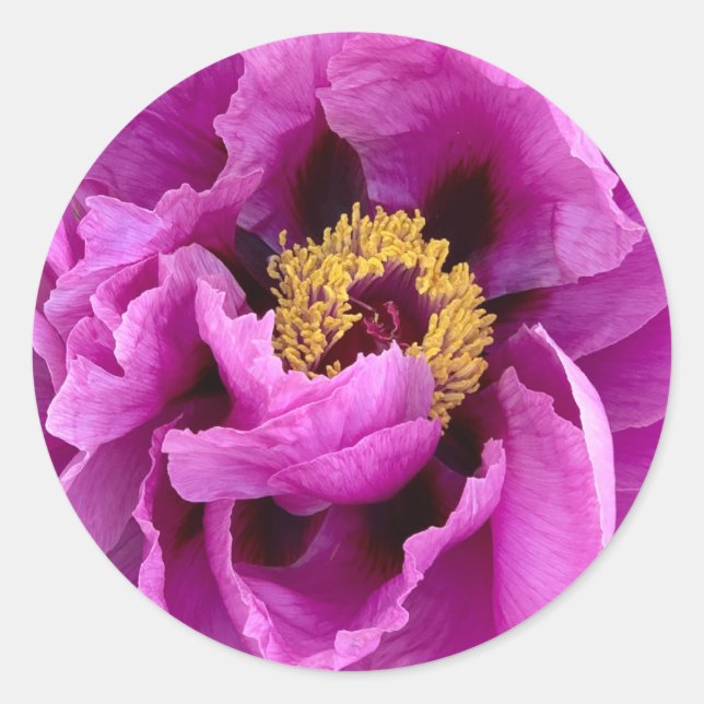 bright & pretty fuchsia pink peony classic round sticker (Front)
