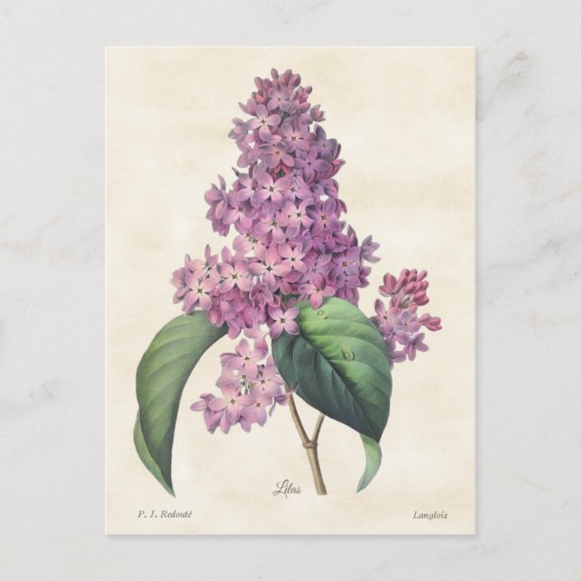 Bright Purple Lilacs Vintage Botanical Postcard (Front)
