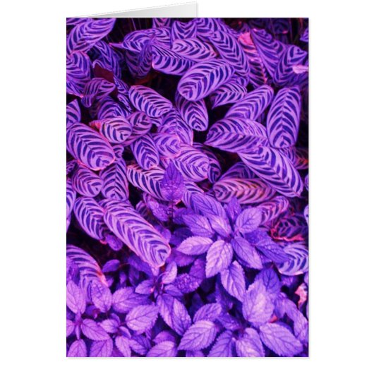 Bright Purple Tiger Leaves Greeting Note Card (Front)