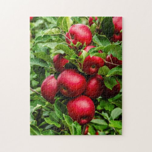 Bright Red Apples	 _ 252 piece Jigsaw Puzzle