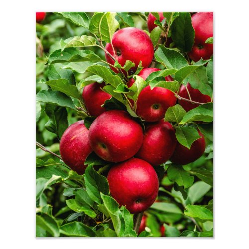 Bright Red Apples Photo Print