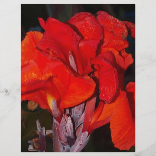 Bright Red Canna Lily (Front)