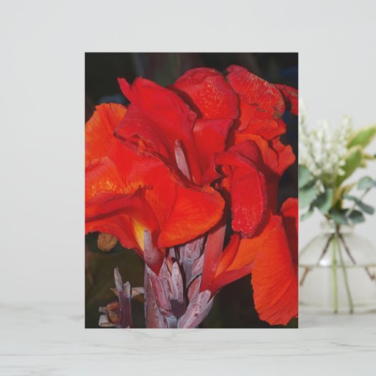 Bright Red Canna Lily (Standing Front)