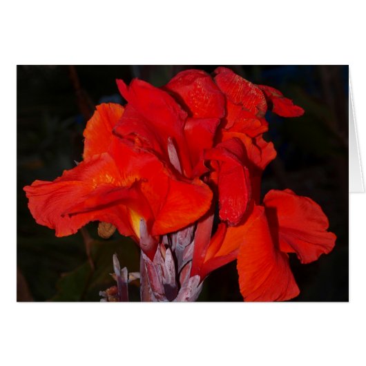 Bright red canna lily card (Front Horizontal)