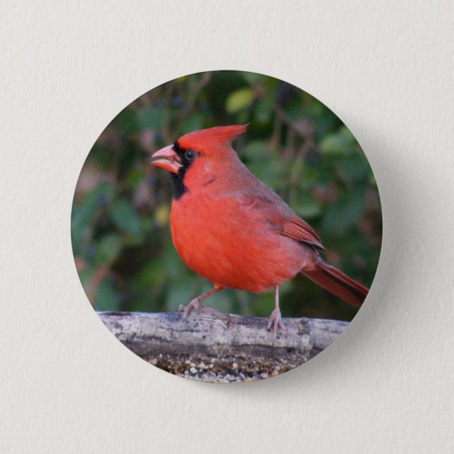 Bright Red Cardinal Pinback Button (Front)