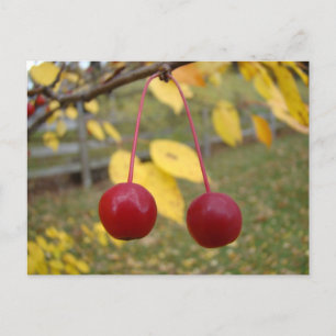 Bright Red Crab Apples Postage Post Card