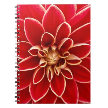 Bright Red Dahlia Flower Close Up Photo Notebook by MissMatching at Zazzle
