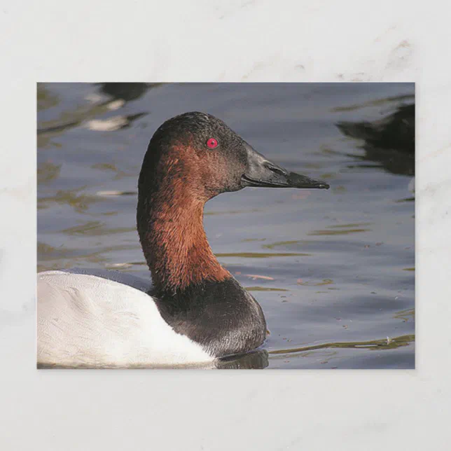 Bright Red Eyes Of The Canvasback Duck Postcard | Zazzle