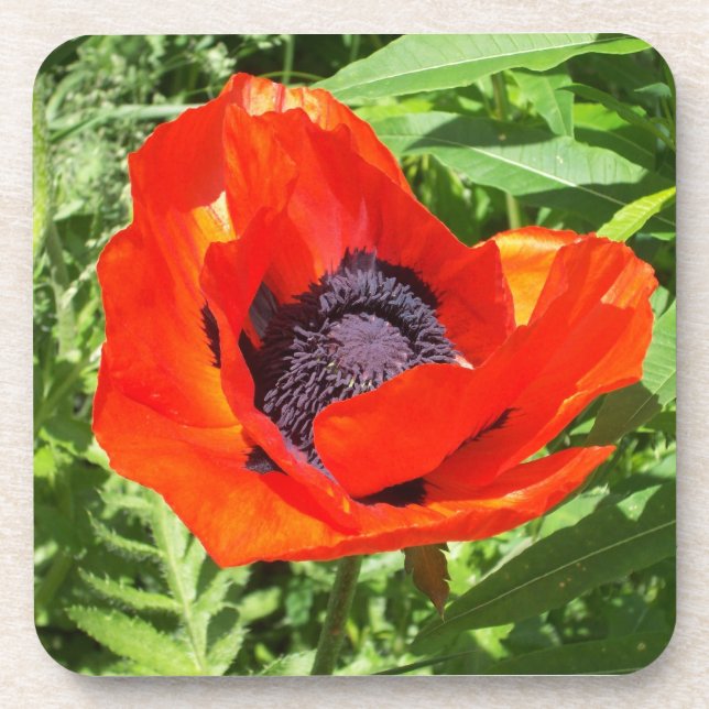 Bright Red Flower On Green  Beverage Coaster (Front)