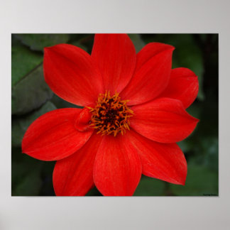 Bright Red Flower Poster
