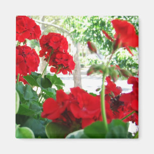 Bright Red Geraniums Garden Gift Magnet
