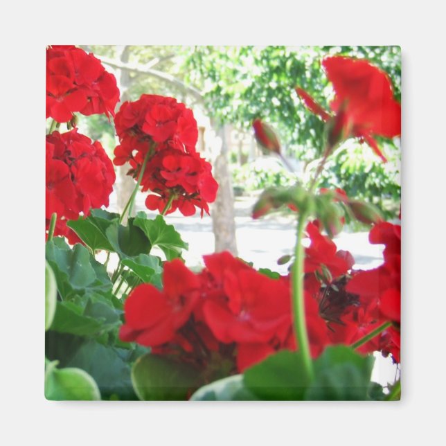 Bright Red Geraniums Garden Gift Magnet (Front)