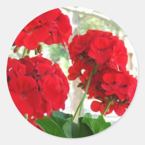 Bright Red Geraniums Stickers Great Garden Gift