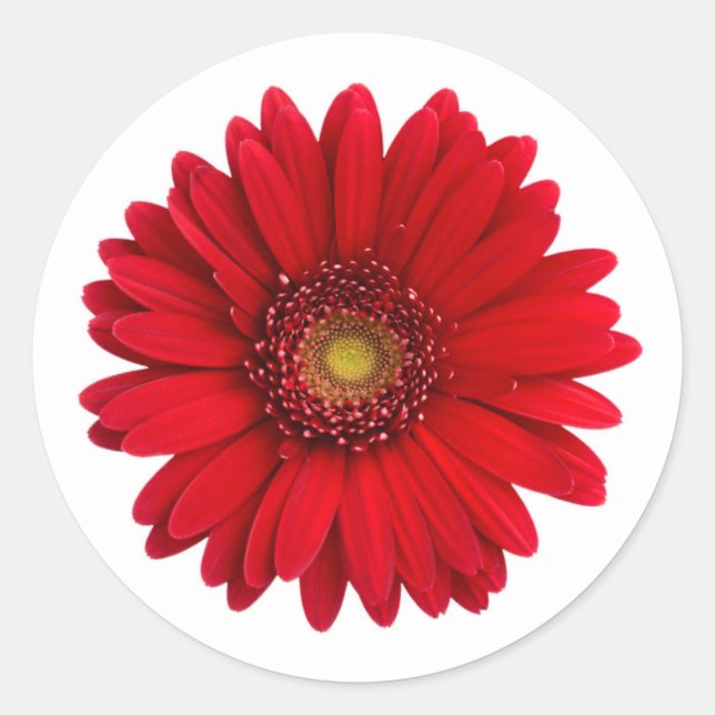 Bright Red Gerbera Daisy Flower Classic Round Sticker (Front)