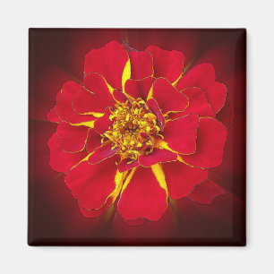 bright red marigold magnet