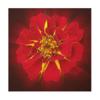 bright red marigold