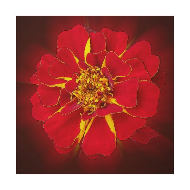 bright red marigold wood wall art (Front)
